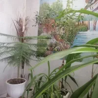 گل ذرتی کاج مطبق|گل و گیاه طبیعی|شیراز, شهرک مطهری|دیوار