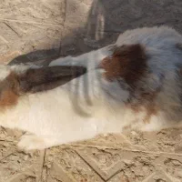 خرگوش بازی گوش|موش و خرگوش|شاهین‌شهر, گزبرخوار|دیوار