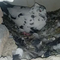 کبوتر|پرنده|کوهرنگ, |دیوار