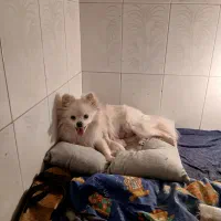 سگ پامر با دوتا توله