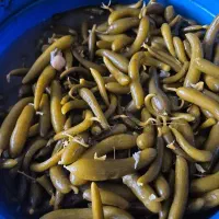 خیار شور عمده