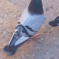 گمشده