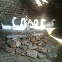 فروش دو جفت قوغاز بالغ سفید|حیوانات مزرعه|آزادشهر, |دیوار