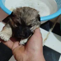 3عدد سگ پاکوتاه شیتزو|سگ|سمنان, |دیوار