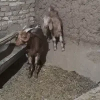 بز و بزغاله|حیوانات مزرعه|میلاجرد, |دیوار