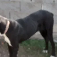 یک سگ|سگ|سیمین شهر, |دیوار