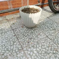 گلدان سالم|گل و گیاه طبیعی|بندر ماهشهر, |دیوار