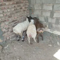 سه راس بره چینی درجه یک|حیوانات مزرعه|زرند, |دیوار