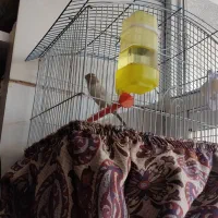 قناری نر بخون شلاقی