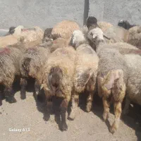فروش ۳۰راس شیشک میش ترکی بختیاری آبستن