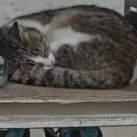 واگذاری رایگان نگهداری گربه