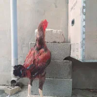 خروس لاری افغان|حیوانات مزرعه|تاتار علیا, |دیوار