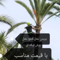 بریدن نخل قطع نخل هرس کردن نخل استاد نخل