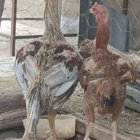 خروس و مرغ اصیل لاری شیراز|حیوانات مزرعه|مشهد, امام رضا (ع)|دیوار