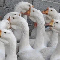 فروش غاز لیندا