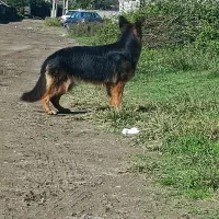 سگ ژرمن|سگ|بندر انزلی, بشمن|دیوار