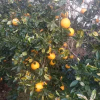 فروش پرتقال تامسون