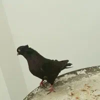 کبوتر زاغ