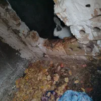 خرگوش ماده و بلدرچین تخم گذار