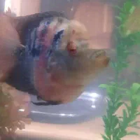 ماهی فلاورباکس