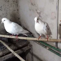 سلام داداشای گلم سه تا حیون فوری برای فروش