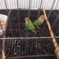 کوتوله برزیلی