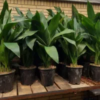 برگ عبایی، دیفن باخیا، بن سای لیندا|گل و گیاه طبیعی|شیراز, شهرک والفجر|دیوار