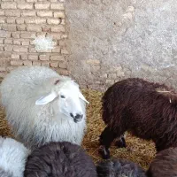 میش|حیوانات مزرعه|مرودشت, محمد آباد|دیوار