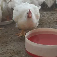 فقط امروز تلفات مرغ(فوری)