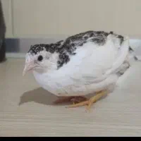 بلدرچین مینیاتوری