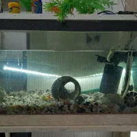 یک عدد آکواریوم|ماهی|سیاهکل, |دیوار