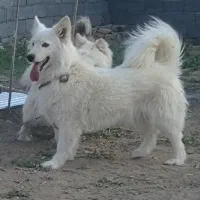 فروش 2 عدد سگ خارجی از نوع سفید. نر و ماده
