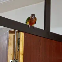 طوطی گرینچیک اهلی|پرنده|عجب شیر, |دیوار