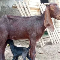 بز افغانی برا فروش