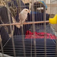 قناری|پرنده|ورامین, ورامین|دیوار