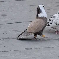 دو عدد کبوتر