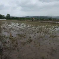 شالیزار-مکانیزه