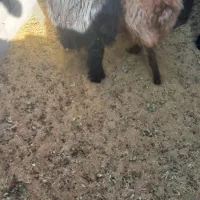 گوسفندفروشی