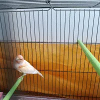 یک جفت قناری مولد و جوجش