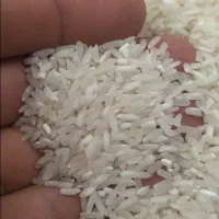 برنج گسترش و اروگوئه