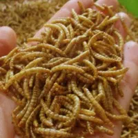 میلورم‌‌خشک