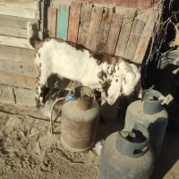 پنجاب نر رنگی برای نسل|حیوانات مزرعه|چابهار, |دیوار