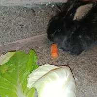 خروش لپ|موش و خرگوش|صدرا-فارس, فاز ۲|دیوار