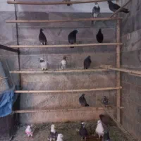کبوتر یجا