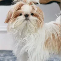 سگ پیدا شده