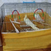 دو عدد عروس هلندی|پرنده|ایوان, |دیوار