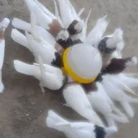 کبوتر طوقی