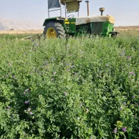 اجاره ۱۵ هکتار زمین یونجه