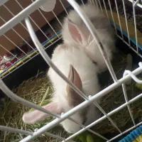 خرگوش خانگی