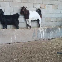 سابرین درجه یک نژادی